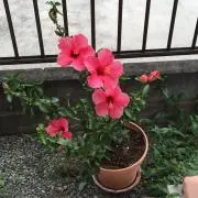 さなの画像