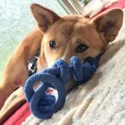 HÂLの画像