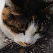ももにゃんこまん