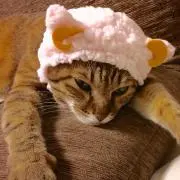 チロ