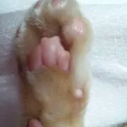 RTの画像