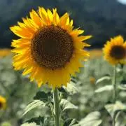 ✼ku-ma✼ 断捨離中の画像
