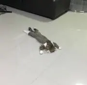 Y