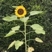 ものの画像