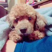 ロッキー♪
