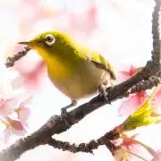 キリ厶の画像