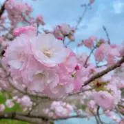 Masayoの画像