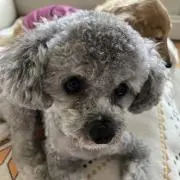 Run丸の画像