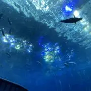 しゅうの画像