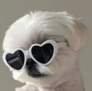 mochiの画像
