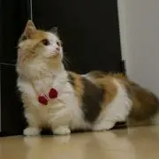 さら