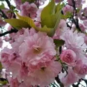 ひよこ