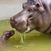 ヒポポタマス