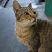 うさぎ★ 発送一週間前後の画像