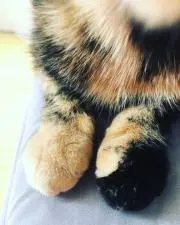 スミスの画像