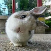ともぞう
