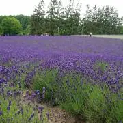 とっち☆の画像