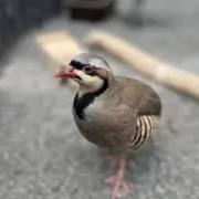 ninの画像