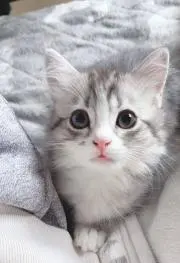 kaoの画像