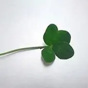 まめ☆