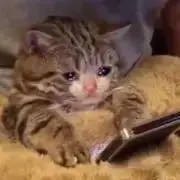 ずん