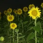 ひまわり娘●必ずプロフ確認願います●