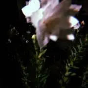sgの画像
