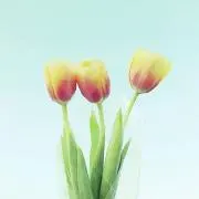 ぽにー【お値下げ要相談】の画像