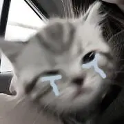 らんらんの画像