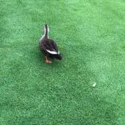 さとの画像