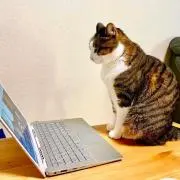 猫魔神の画像