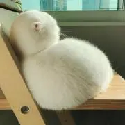 マナ