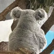 Bocchiの画像