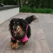 daxの画像