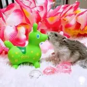 ハムネコさんの画像