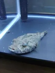 ふぐまさ