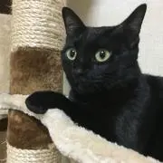 MAX神森