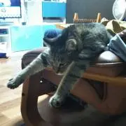 しらすぽんの画像
