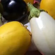 タカの画像