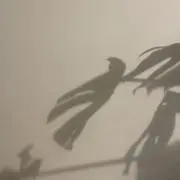 forestの画像