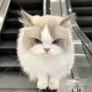 りんりんの画像