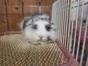 ムゥ