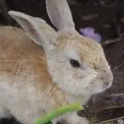 kazooの画像