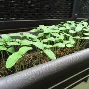tanpopoの画像