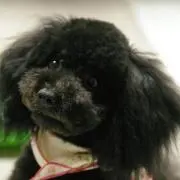 やぶきゃん