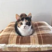ねこのぽっけの画像