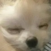 チチ