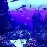 N.の画像