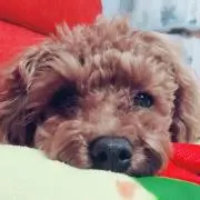 きゃなこんの画像