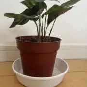 ryoの画像